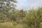 Giraffa camelopardalis (558136 Besuche) Giraffe - Giraffe - Giraffa camelopardalis, Kruger Park 2007 Giraffa camelopardalis