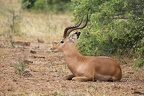 Aepyceros melampus (317085 Besuche) Schwarzfersenantilope - Schwarzfersenantilope / Impala Aepyceros melampus