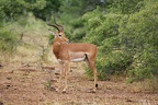 Aepyceros melampus (218257 Besuche) Schwarzfersenantilope - Schwarzfersenantilope / Impala Aepyceros melampus