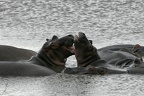Hippopotamus amphibius (268887 Besuche) Flusspferd - Flusspferd - Hippopotamus amphibius, Kruger National Park 2007 Hippopotamus amphibius