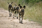 Lycaon pictus 