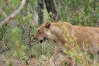 Panthera leo (236227 Besuche) Löwe - Löwe - Panthera leo, Kruger National Park 2007 Panthera leo