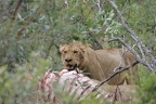 Panthera leo (519155 Besuche) Löwe - Löwe - Panthera leo, Kruger National Park 2007 Panthera leo