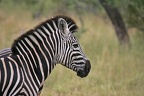 Equus quagga
