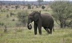 Loxodonta africana