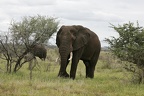 Loxodonta africana (216612 Besuche) Elefant - Elefant - Loxodonta africana, Kruger National Park 2007 Loxodonta africana