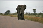 Loxodonta africana (374309 Besuche) Elefant - Elefant - Loxodonta africana, Kruger National Park 2007 Loxodonta africana