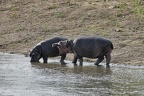 Hippopotamus amphibius (213812 Besuche) Flusspferd - Flusspferd - Hippopotamus amphibius, Kruger National Park 2007 Hippopotamus amphibius