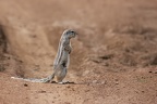 Suricata suricatta