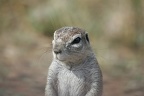 Suricata suricatta