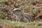 Suricata suricatta (237967 Besuche) Erdmännchen - Erdmännchen / Meerkat Suricata suricatta