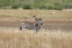 Equus quagga (273951 Besuche) Steppenzebra - Steppenzebra - Equus quagga, Kruger National Park 2007 Equus quagga