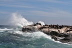 Seal Island (156328 Besuche) Seal Island bei Hout Bay Seal Island